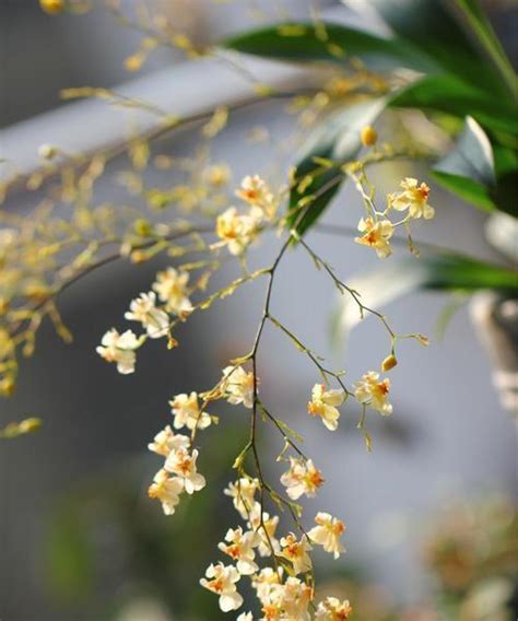 跳舞蘭寓意|跳舞兰花（花语）